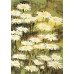 UNICEF TEBRİK KARTI, UNICEF GREETING CARD (UNF5560N)